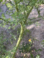 Parkinsonia florida