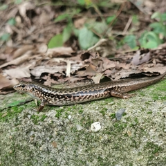 Sphenomorphus incognitus