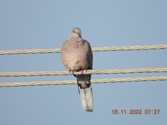 Streptopelia chinensis
