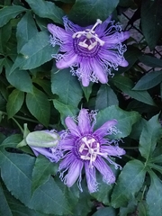Passiflora incarnata × cincinnata