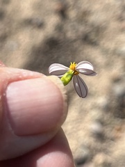 Coreocarpus parthenioides parthenioides