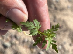 Coreocarpus parthenioides parthenioides