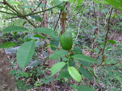 Passiflora herbertiana