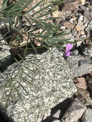 Tephrosia vicioides