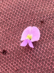 Tephrosia vicioides