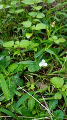 Murdannia loriformis