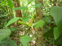 Passiflora herbertiana