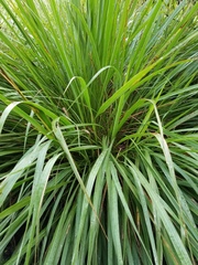 Tripsacum dactyloides