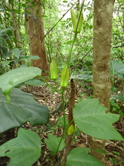Passiflora herbertiana