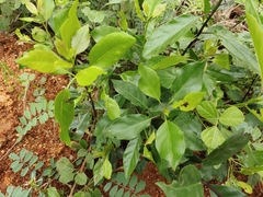 Melicytus ramiflorus