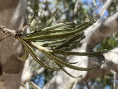 Forchhammeria watsonii