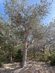 Forchhammeria watsonii