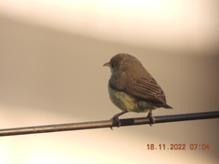 Dicaeum erythrorhynchos