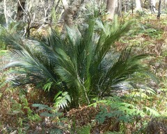 Macrozamia communis