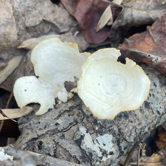 Lentinus arcularius