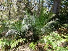 Macrozamia communis