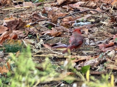 Cardinalis cardinalis cardinalis
