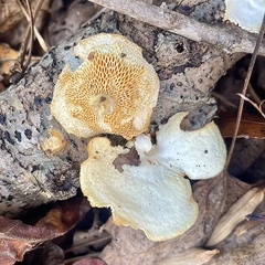 Lentinus arcularius