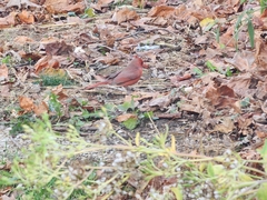 Cardinalis cardinalis cardinalis