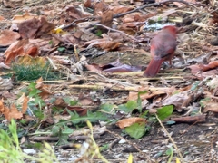 Cardinalis cardinalis cardinalis