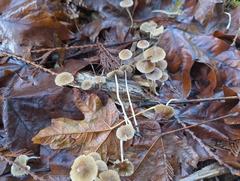 Psathyrella