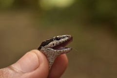 Coniophanes schmidti