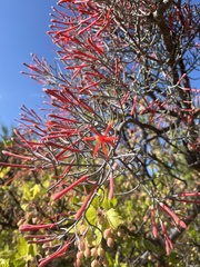 Psittacanthus sonorae