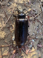Anthracocentrus arabicus