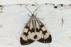 Nyctemera adversata