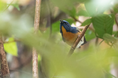 Cyornis glaucicomans
