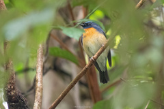 Cyornis glaucicomans