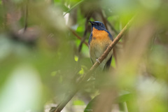 Cyornis glaucicomans