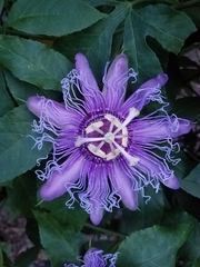 Passiflora incarnata × cincinnata