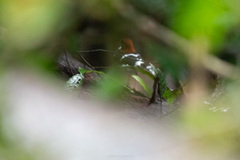 Enicurus ruficapillus