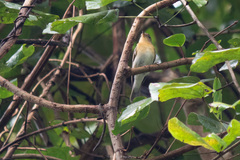 Ficedula mugimaki