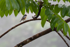 Ficedula mugimaki