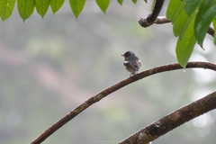 Ficedula mugimaki