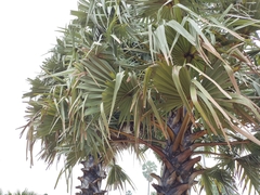 Borassus flabellifer