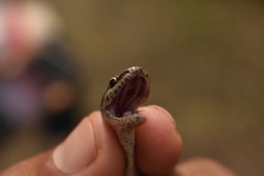 Coniophanes schmidti