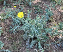 Argemone mexicana