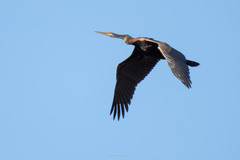 Anhinga melanogaster