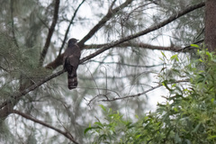 Hierococcyx sparverioides