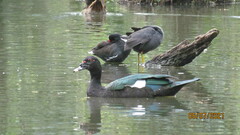 Cairina moschata