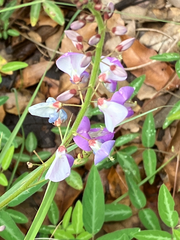 Desmodium batocaulon