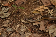 Coniophanes schmidti