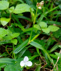 Murdannia loriformis