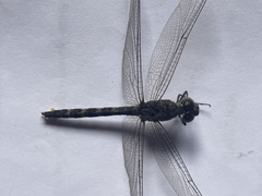 Bradinopyga geminata