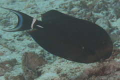 Acanthurus leucocheilus