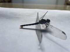 Bradinopyga geminata