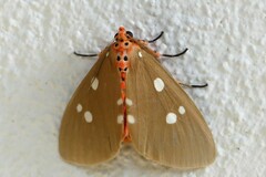 Tinolius eburneigutta